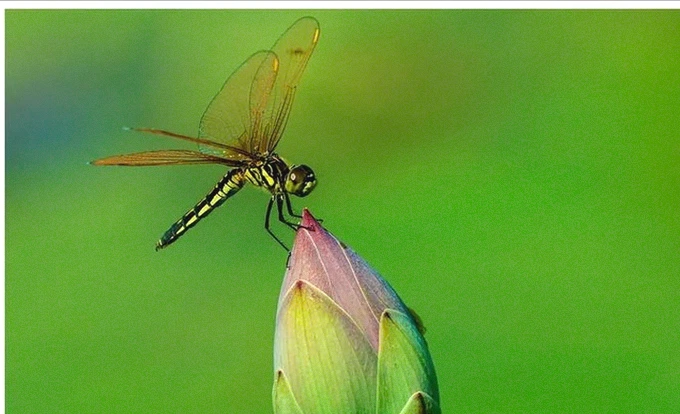 成长蜕变的30条励志短句：告别平庸，活成自己的光